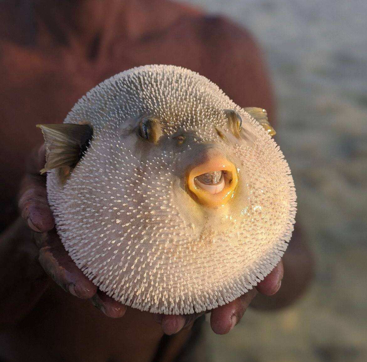 Сокотра: недельное путешествие на дикий остров драконов (3/28)