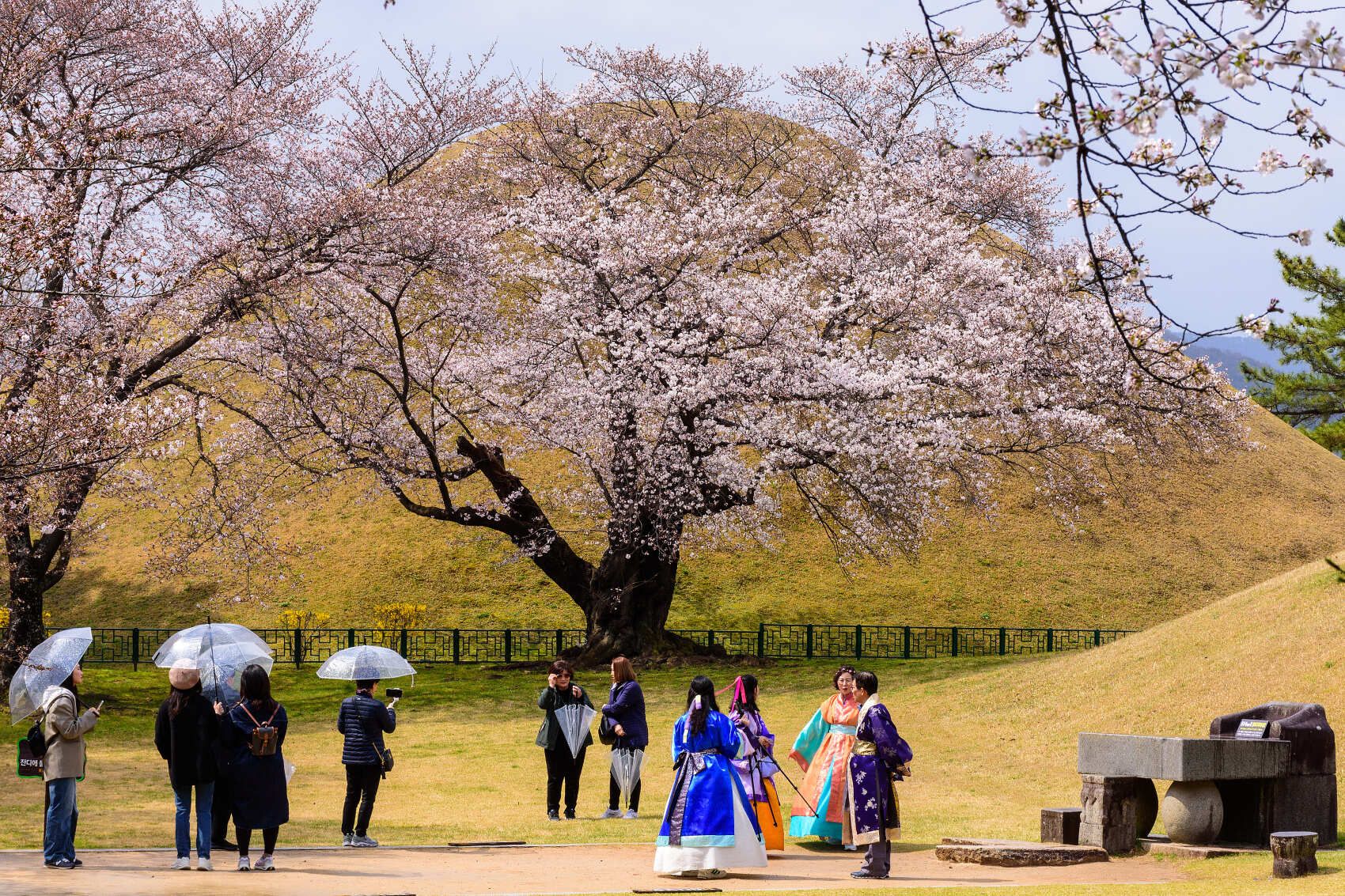 Южная Корея. Сакура в утренней свежести