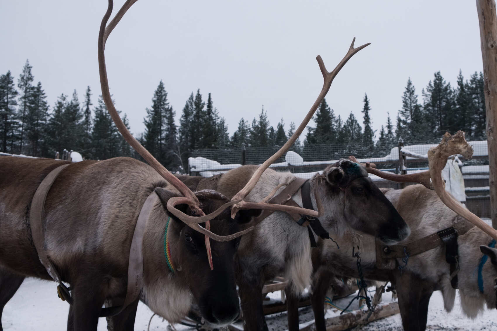 3 в 1: Мурманск-Териберка-Кировск (20/25)