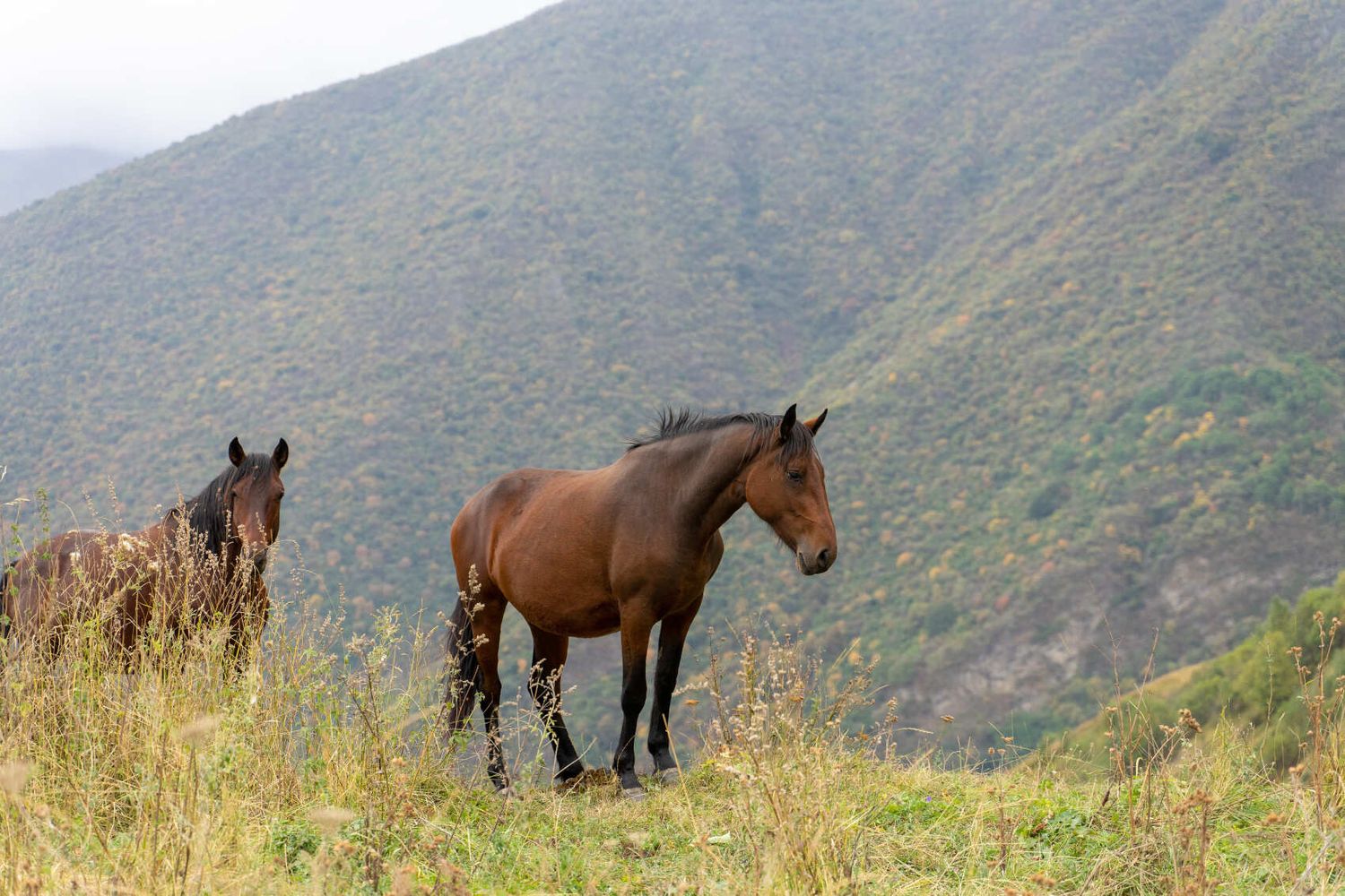 Северная Осетия и Кабардино-Балкария (30/91)