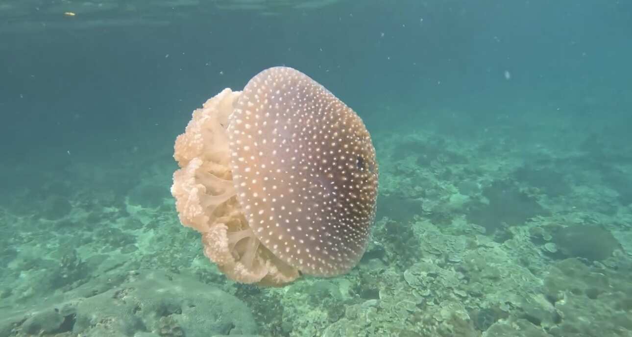 Путешествие на необитаемые острова архипелага Phi Phi. Сноркелинг с черепахами (34/41)