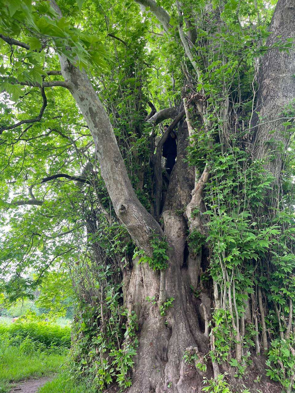 Самурский лес (2/8)