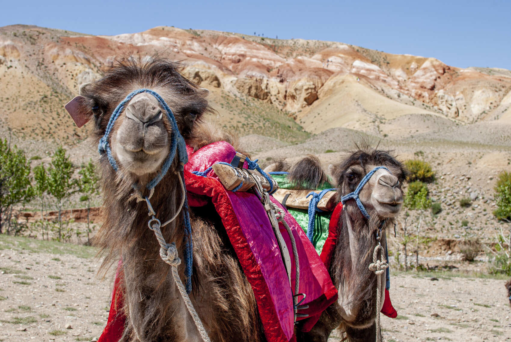 Алтай Аллегро 2026 (группа для 2-4 чел.) (11/34)