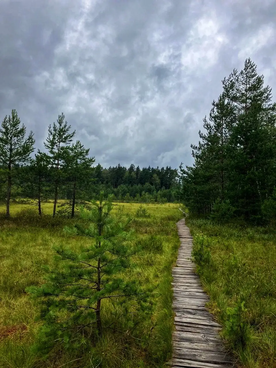 Звенигородский заказник и карьер Сима. Однодневный поход в Подмосковье (6/26)