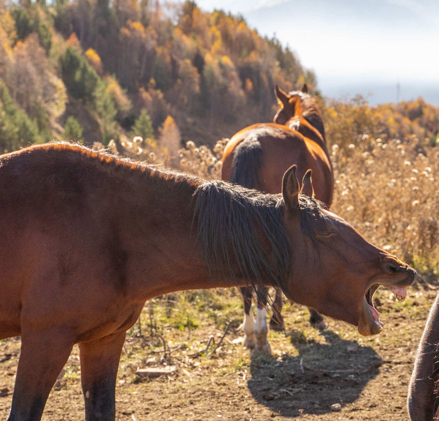 Северная Осетия и Кабардино-Балкария (56/91)