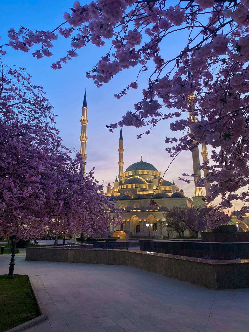 Цветение в Чечне. Сакура, магнолия, маки! (2/29)