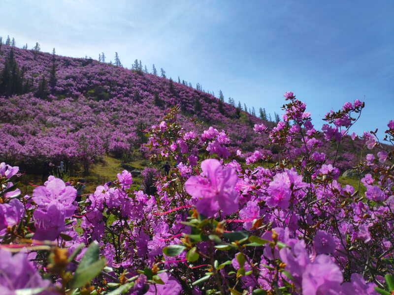 Алтайская сакура (2/17)