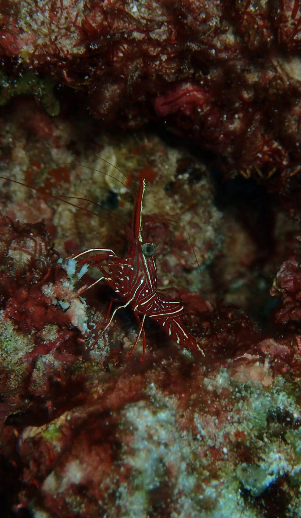 Дайвинг с индивидуальным инструктором. Для Новичков и профессионалов (15/50)