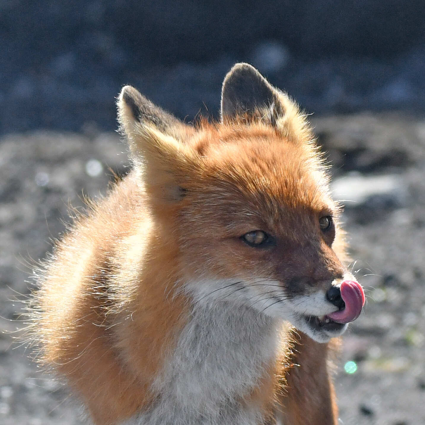 Джип-тур к Авачинскому вулкану (гора Верблюд). (5/9)