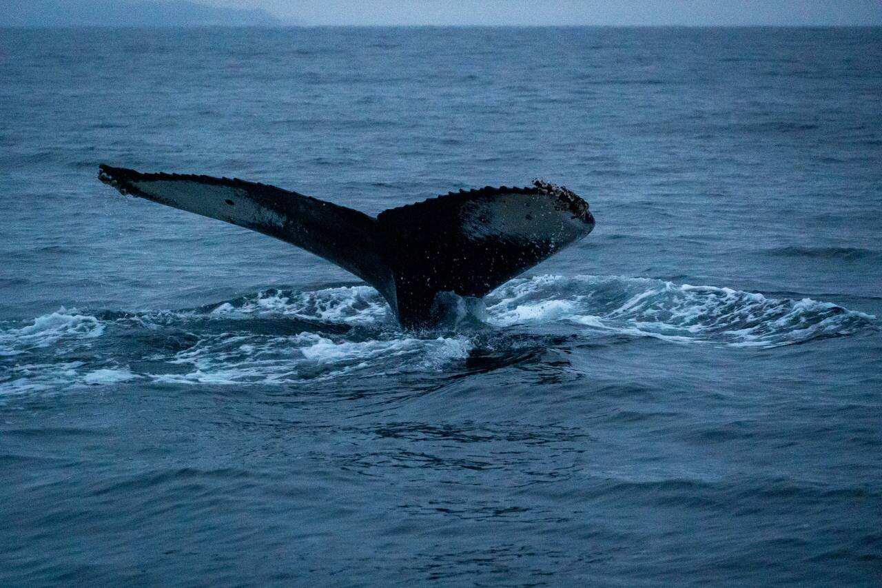 Жизнь на корабле! Киты, Териберка (9/34)