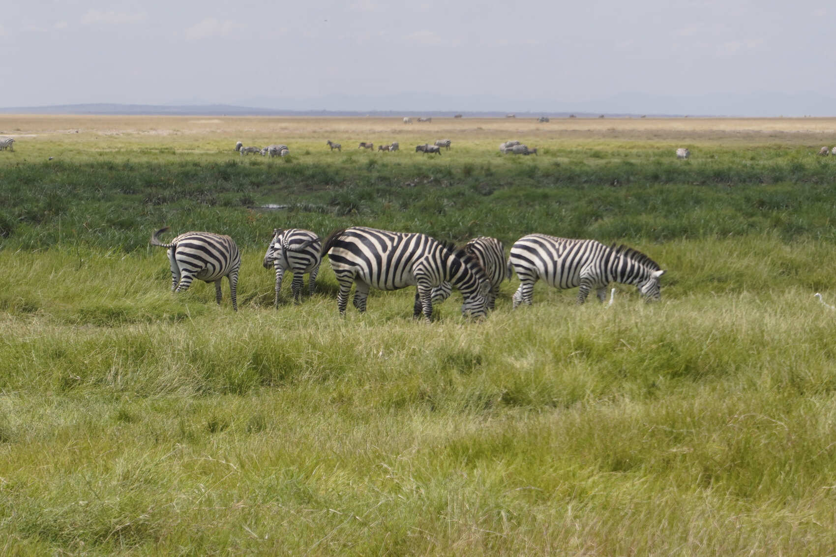10 дней Масаи Мара, озеро Найваша, пляж Амбосели и Диани (3/34)