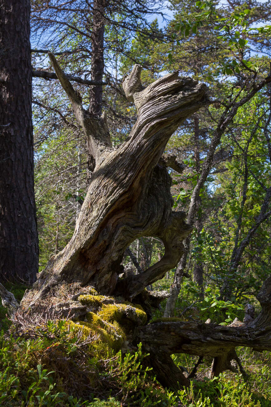 Соловецкая мозаика (2/29)