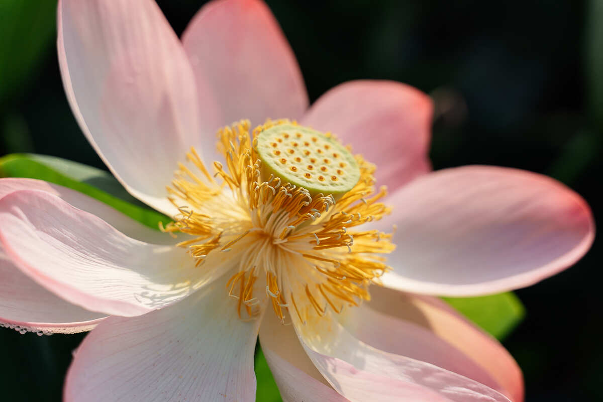 Цветение Лотосов В Дельте Волги (2/21)