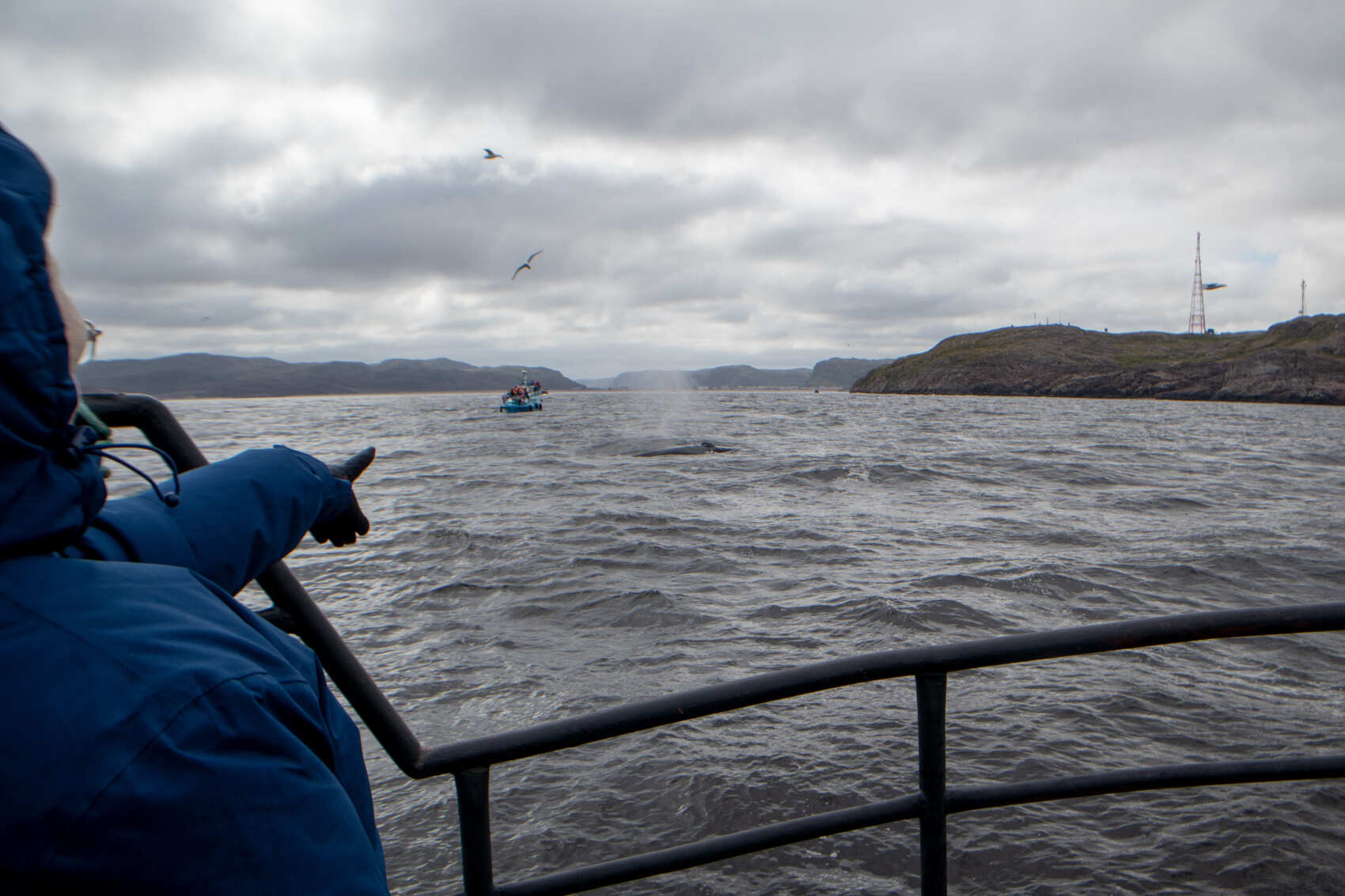 На китов в Териберку + Мурманск! (группа до 8 чел.) (3/38)