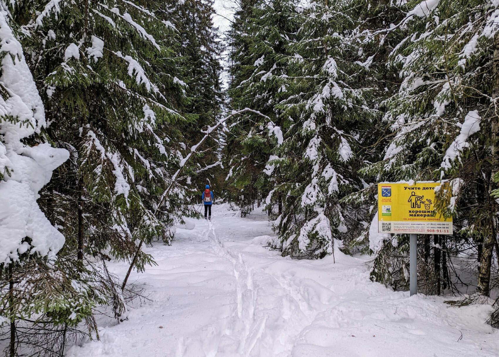 Лыжная прогулка по Линдуловской роще. Однодневный выезд из Петербурга (10/10)