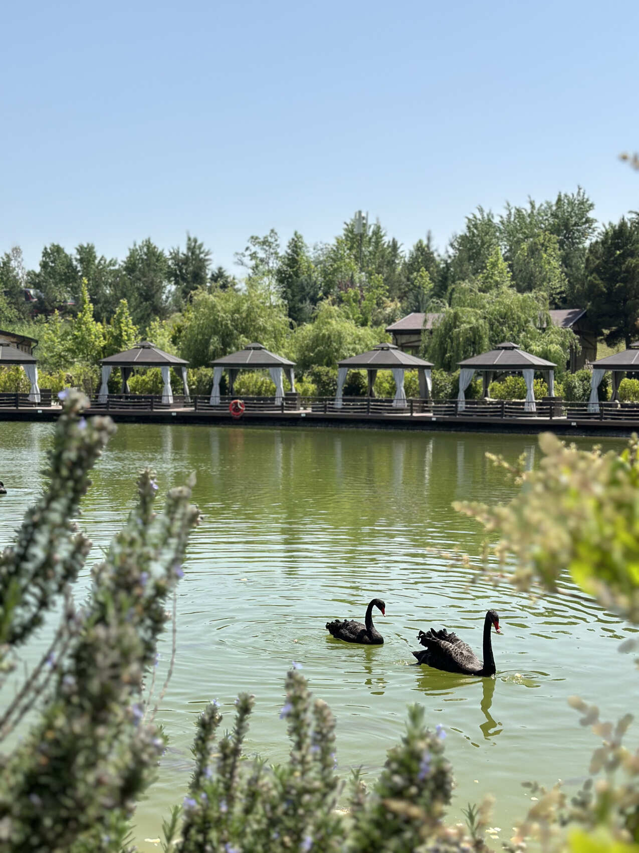 Увидеть весь Азербайджан за 8 дней (98/201)