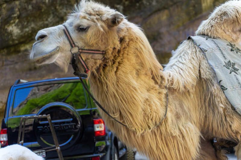 Северная Осетия и Кабардино-Балкария,Ингушетия Акция (25/85)