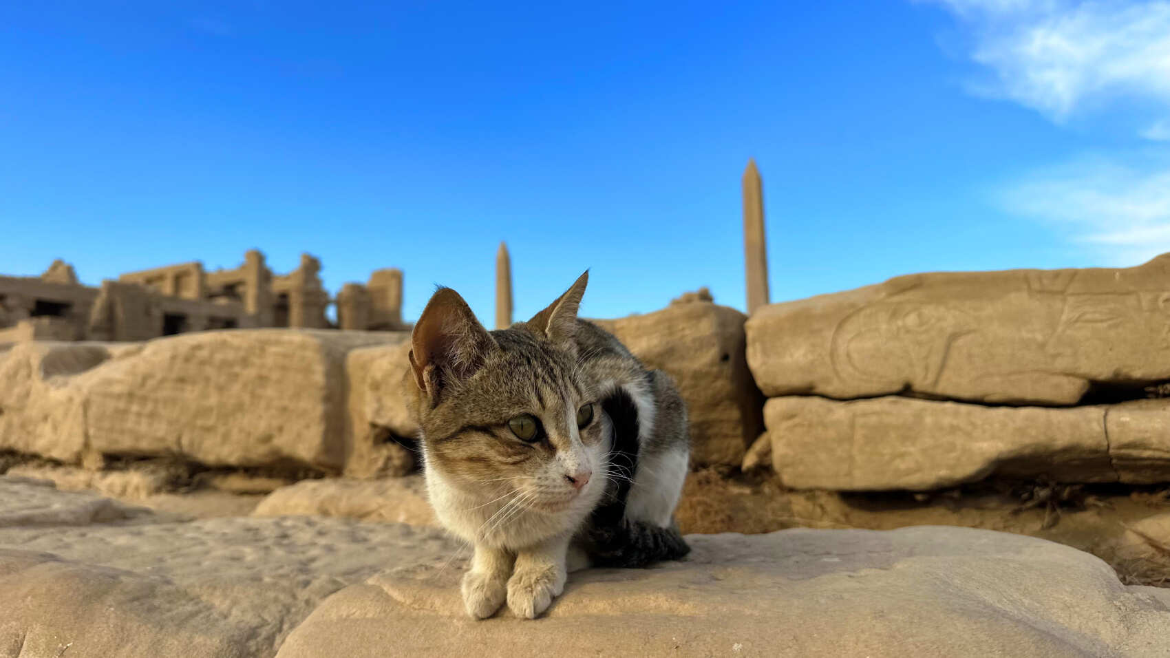 Путешествие МЕЧТЫ по Египту: Круиз, Александрия, Пустыня и море! (16/87)