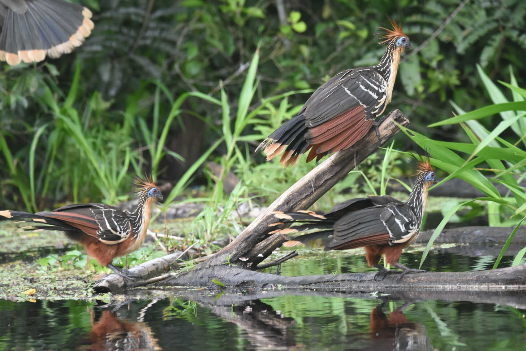 8 Days - 360° Deep into Cuyabeno (10/10)