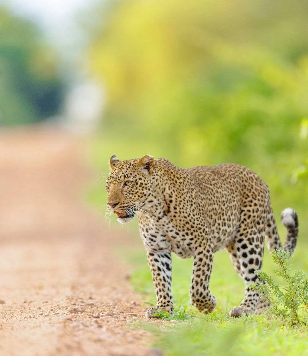 Сафари Яла забираем из любого города Шри-Ланки (3/9)