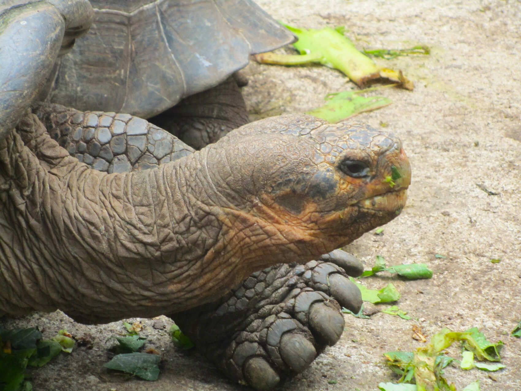 10 дней. Основные моменты Галапагосских островов: небольшая группа (5/18)
