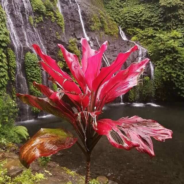 5 островов Индонезии (Бали, Нуса Пенида, Ява, Флорес, Комодо) 13 дней (8/122)