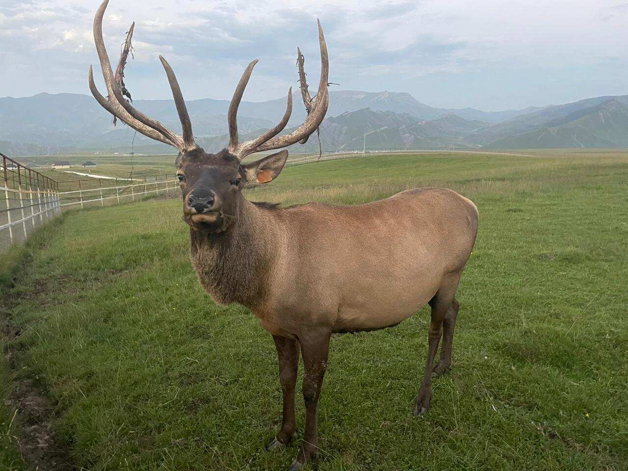 К оленям в аул Кулушац в Дагестан (2/14)