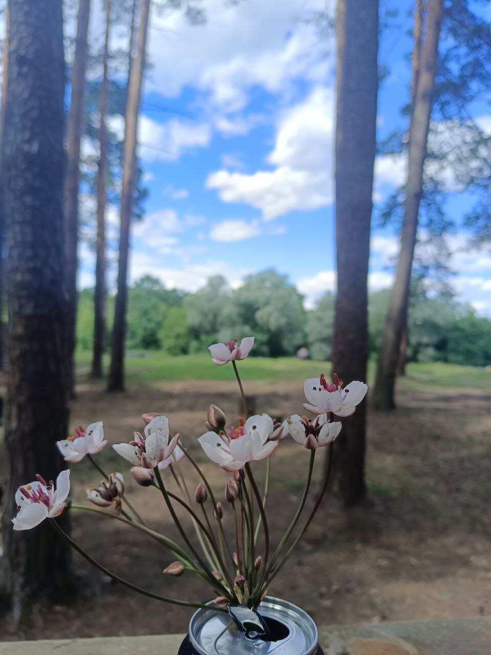 Сплав на байдарках по реке Клязьма (Подмосковье) с походной баней и казаном (27/27)