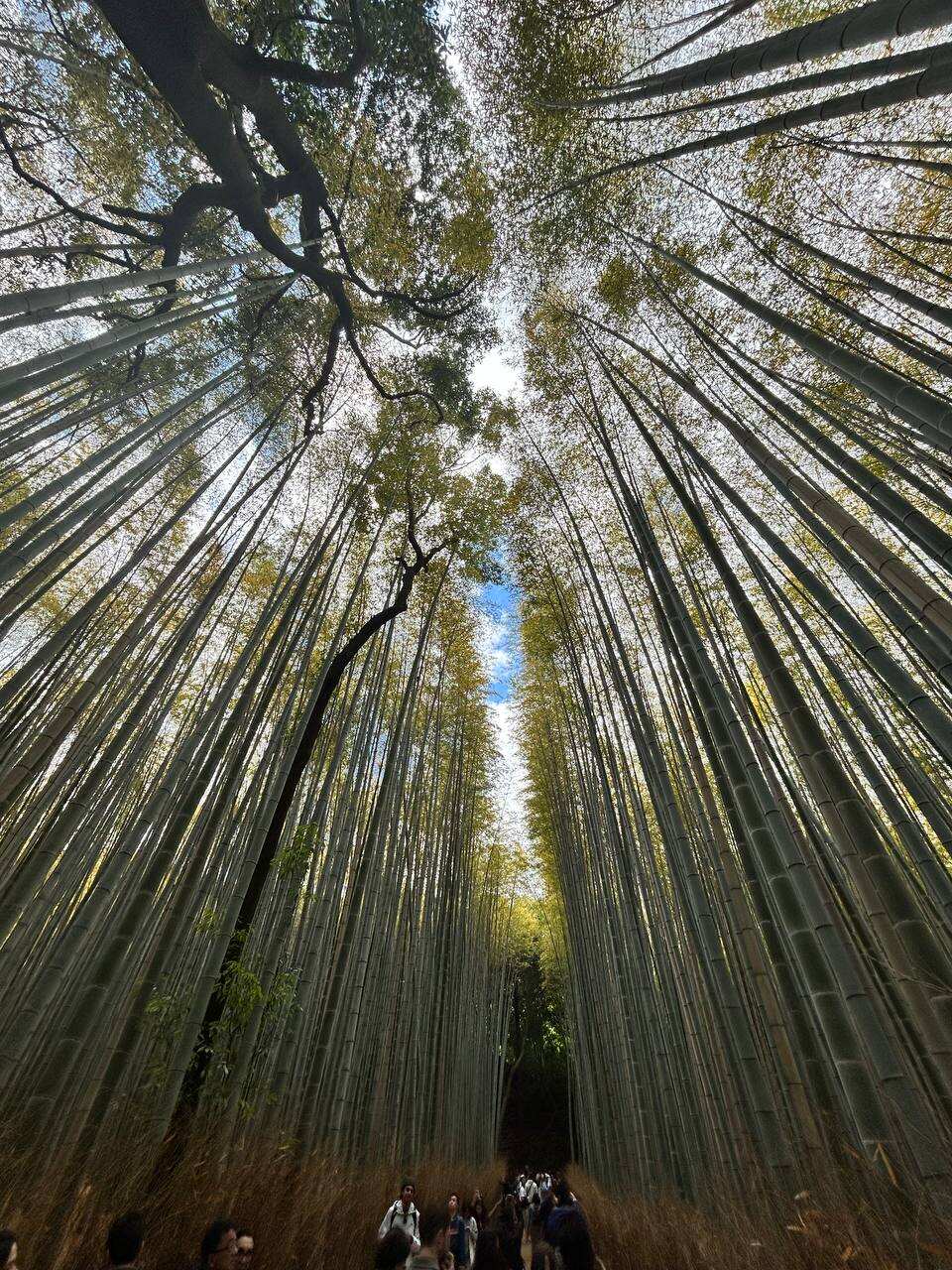 Япония  — путешествие по стране восходящего солнца (26/75)