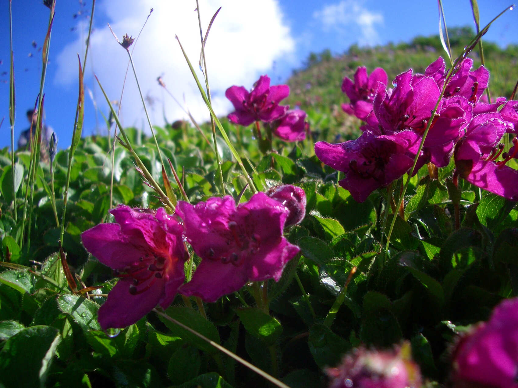 Джип-тур к Авачинскому вулкану (гора Верблюд). (3/9)
