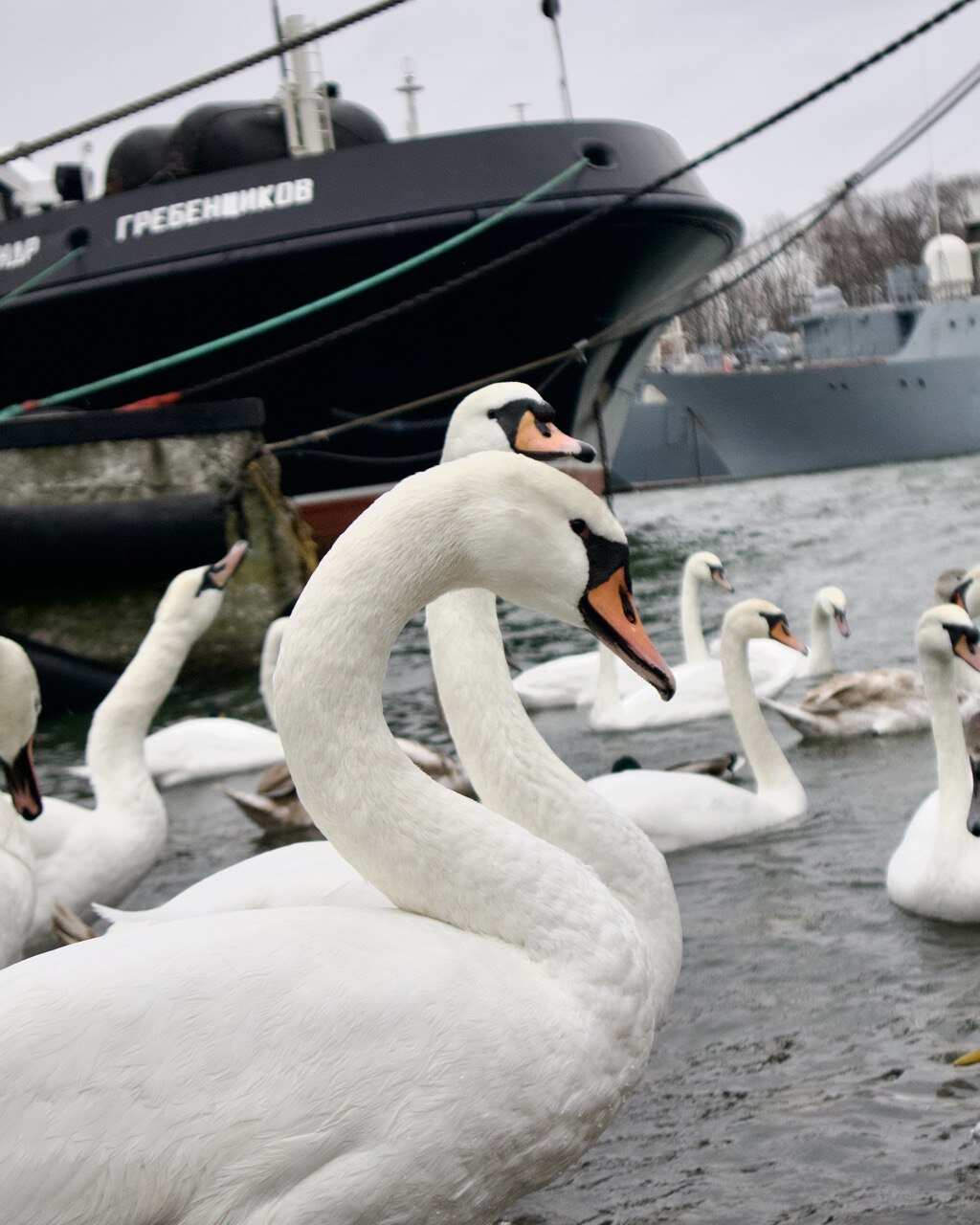 Другой Калининград (36/46)