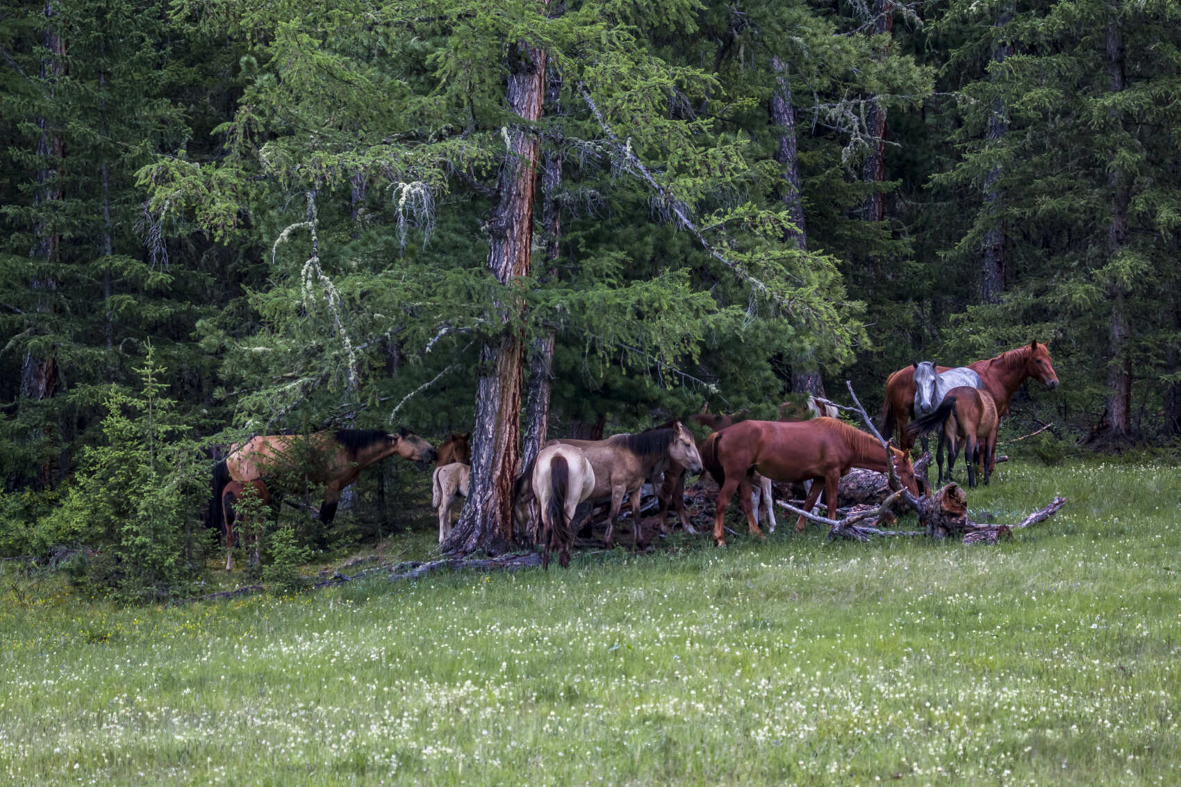 Алтай-Тыва-Хакасия: Экспедиция на внедорожниках (7/9)