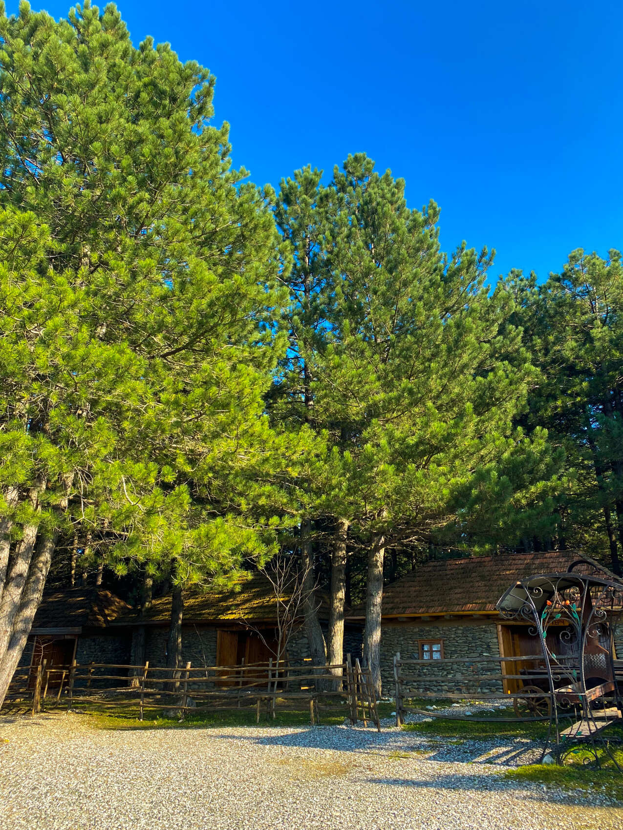 Цветение в Чечне. Сакура, магнолия, маки! (9/29)