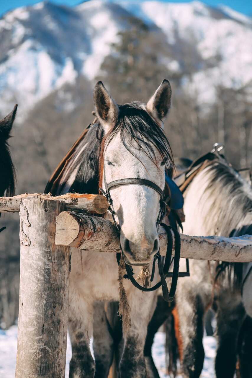 Активный выходной в Архызе: лошади + вездеходы (2/8)