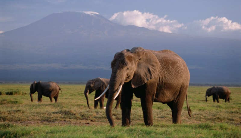 6 ДНЕЙ САФАРИ ПО МАСАИ-МАРЕ, ОЗЕРУ НАКУРУ И АМБОСЕЛИ (4/27)