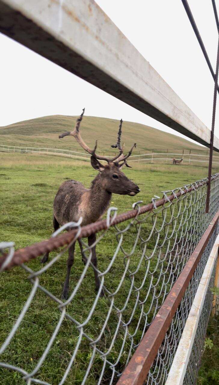 К оленям в аул Кулушац в Дагестан (6/14)