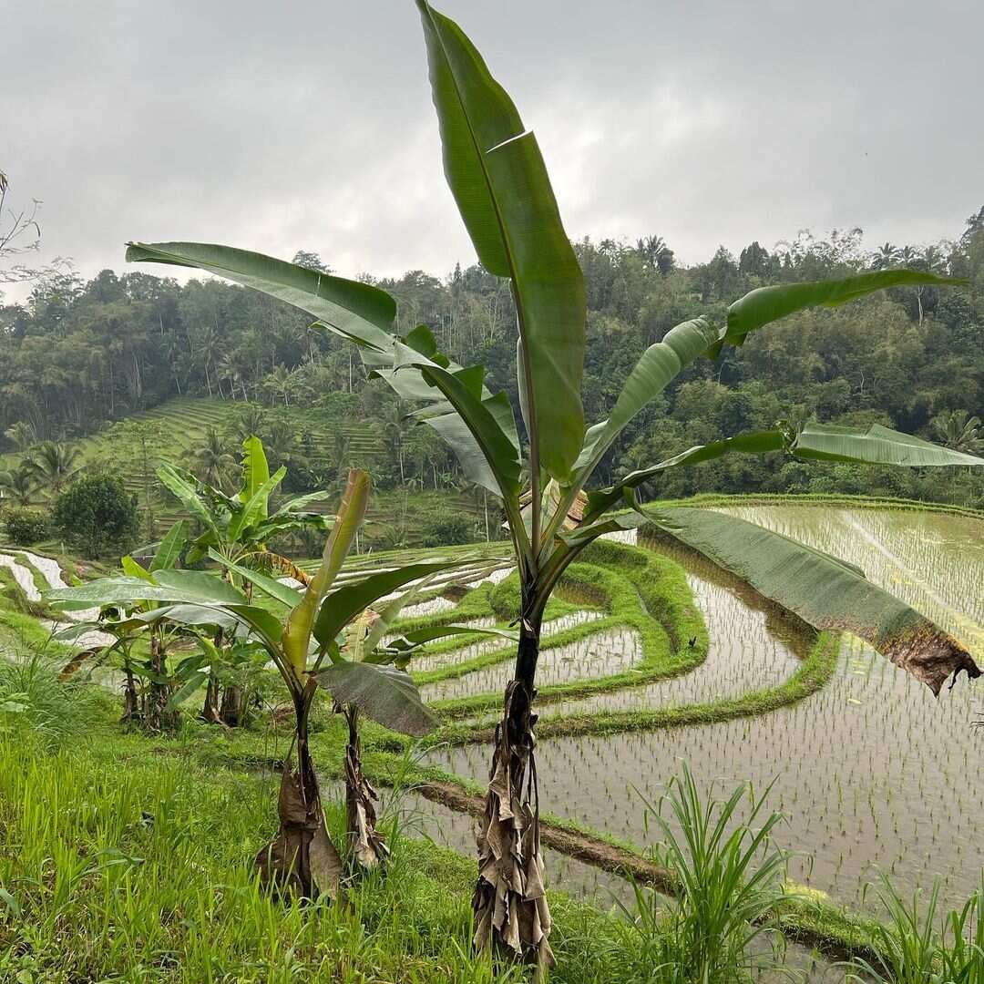 5 островов Индонезии (Бали, Нуса Пенида, Ява, Флорес, Комодо) 13 дней (12/122)