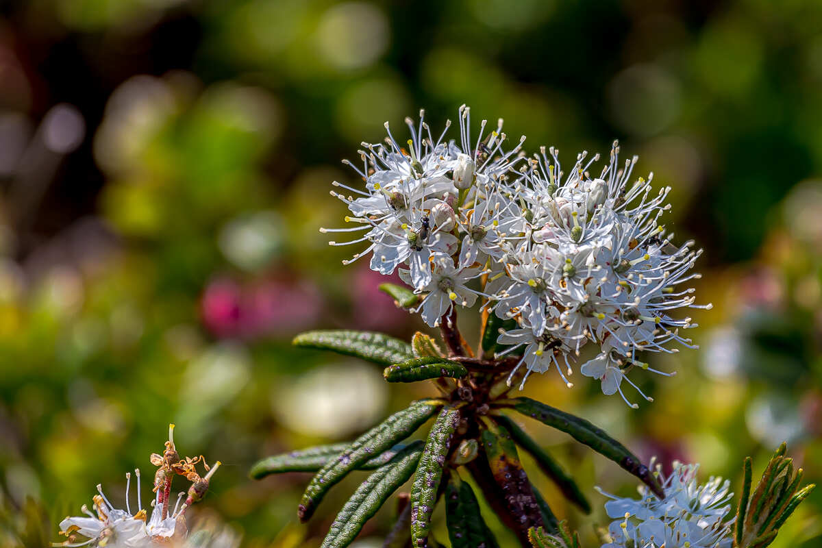 Интенсивный Итуруп. Путешествие на другую планету (11/117)