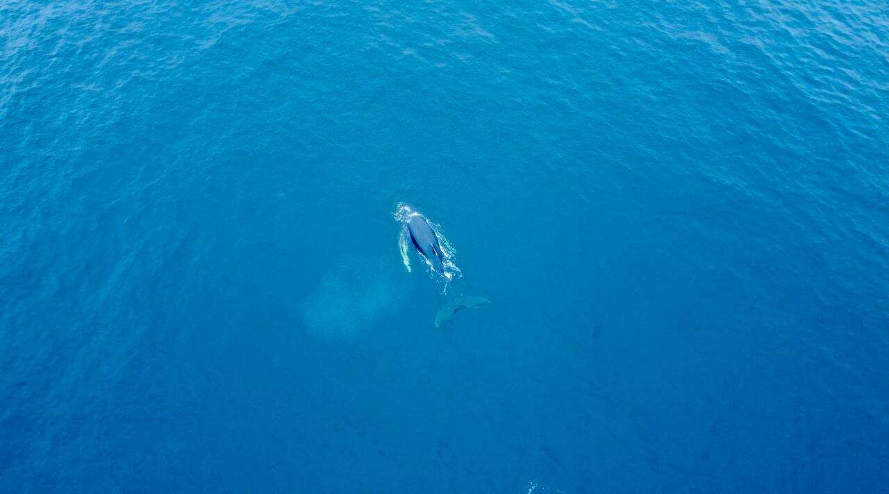 Жизнь на корабле! Киты, Териберка (5/34)