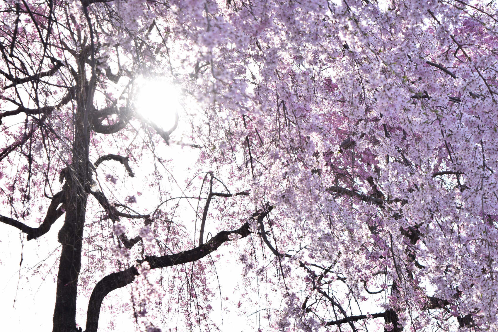 Япония в сезон цветения сакуры. Большое путешествие по всей стране (4/37)