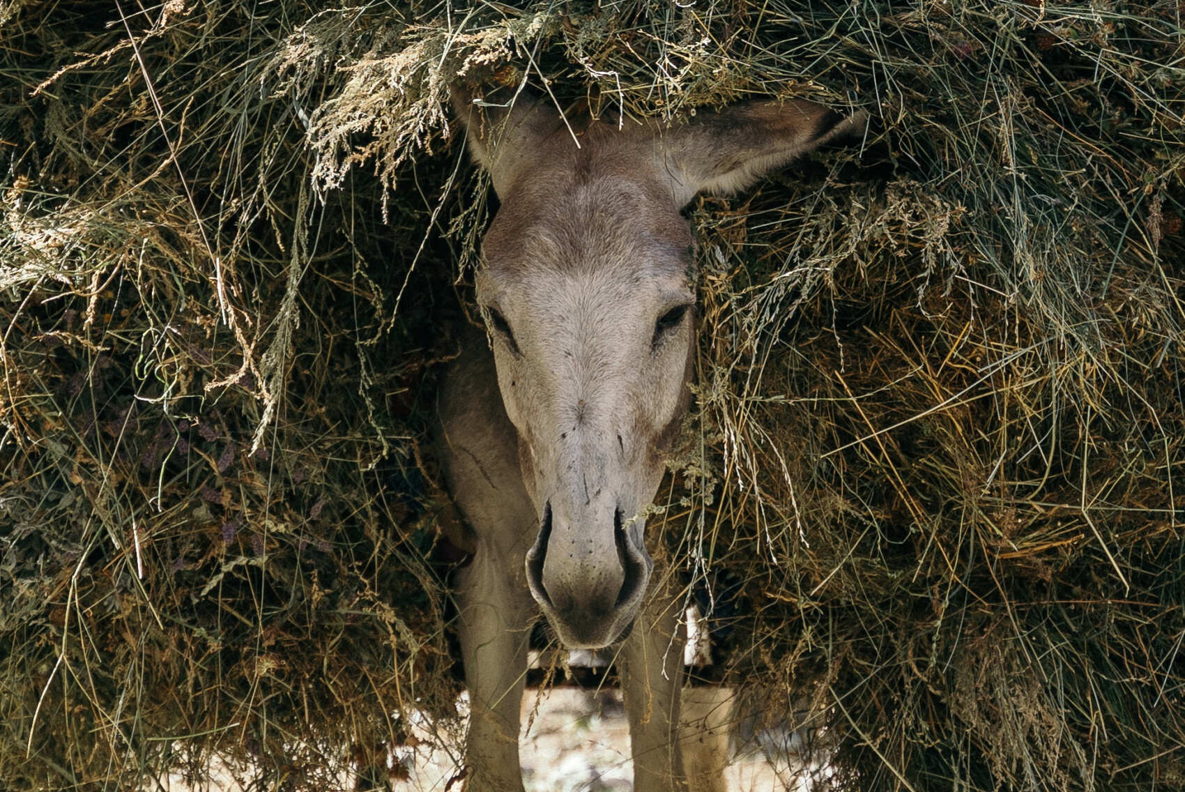 Фанские горы. Таджикистан (2/17)