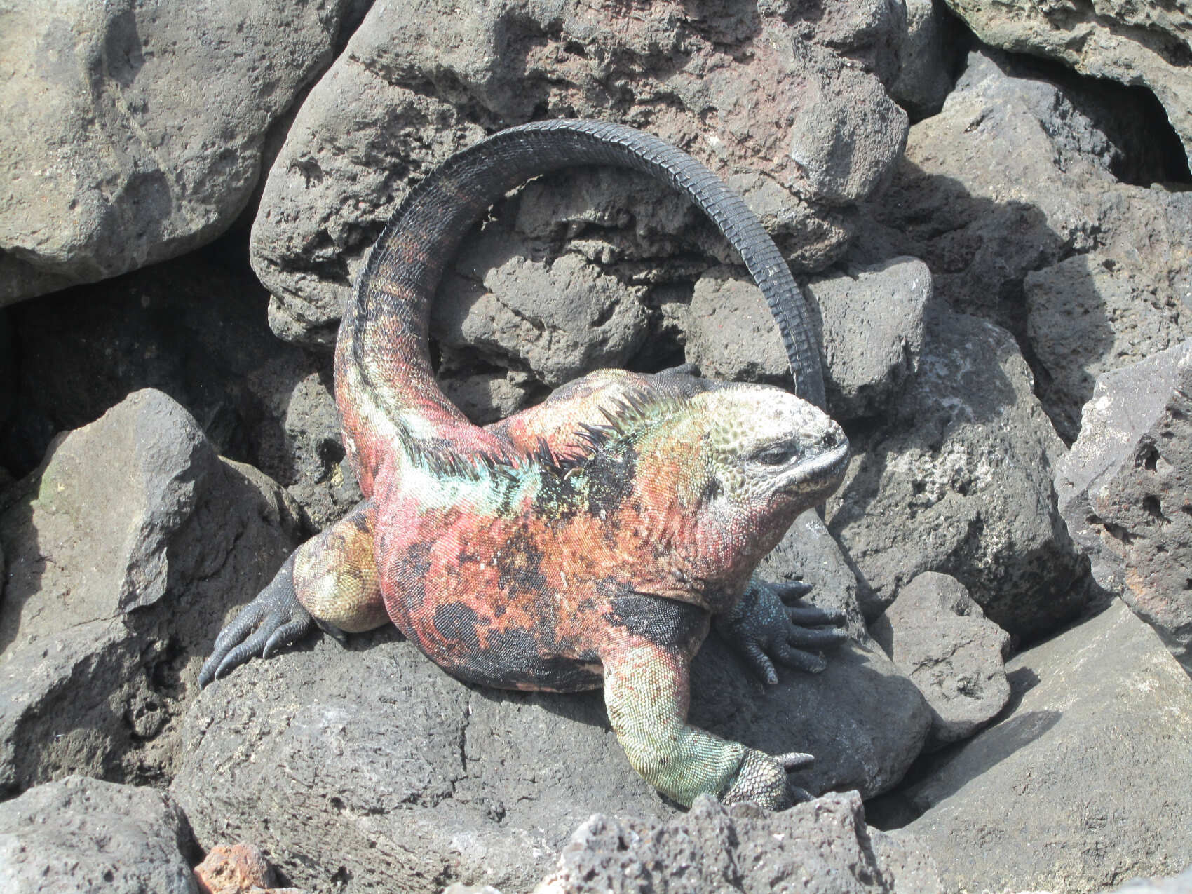 10 дней. Основные моменты Галапагосских островов: небольшая группа (3/18)