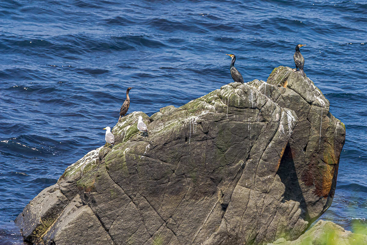 Лучшее на Шикотане. Путешествие на другую планету (7/126)