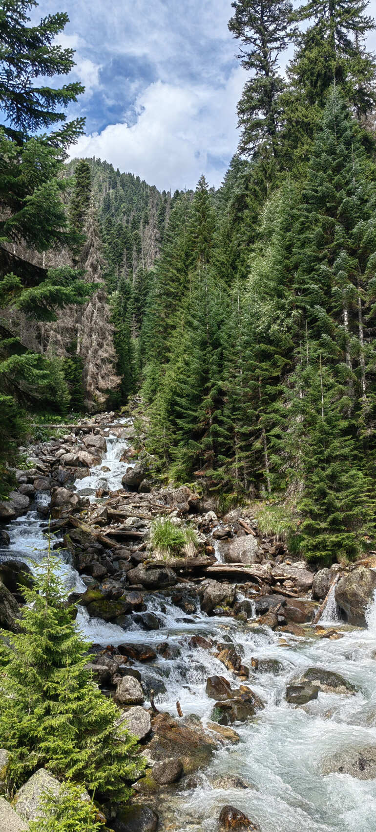 Архыз с комфортом в компании маламута! (29/54)