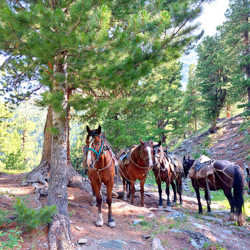 Поход на Алтай. Гора Белуха и Кучерлинские озера. Без рюкзаков. (8/68)
