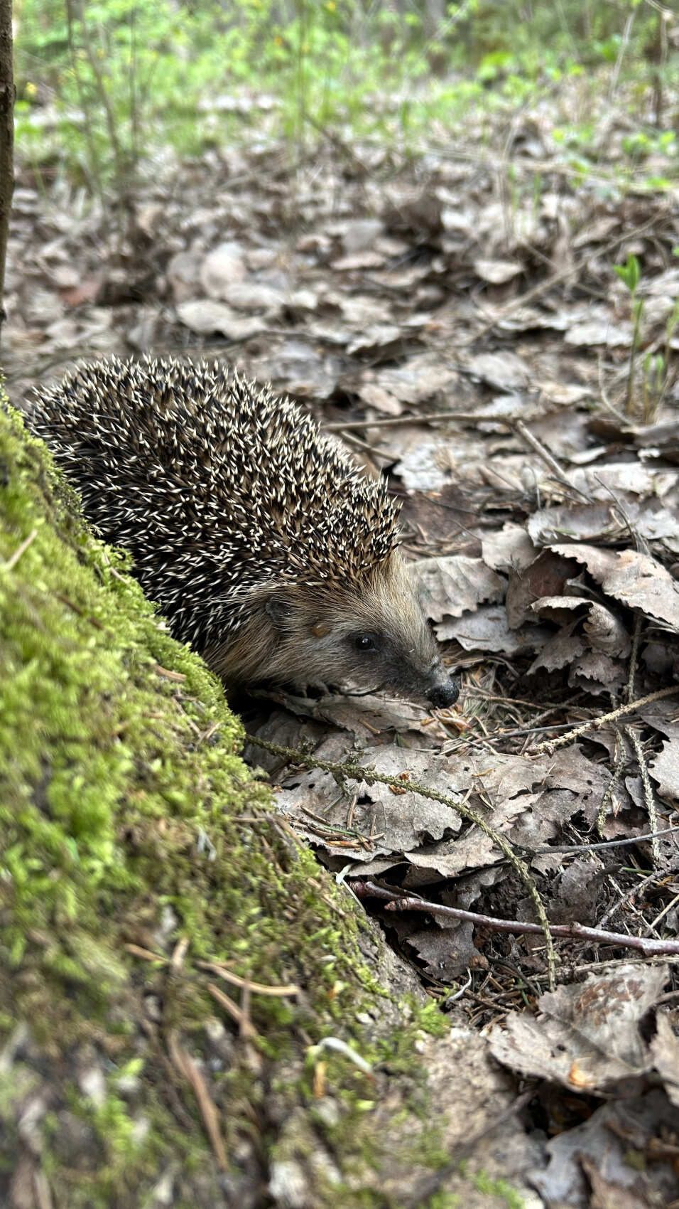 На водопад Радужный (3/7)