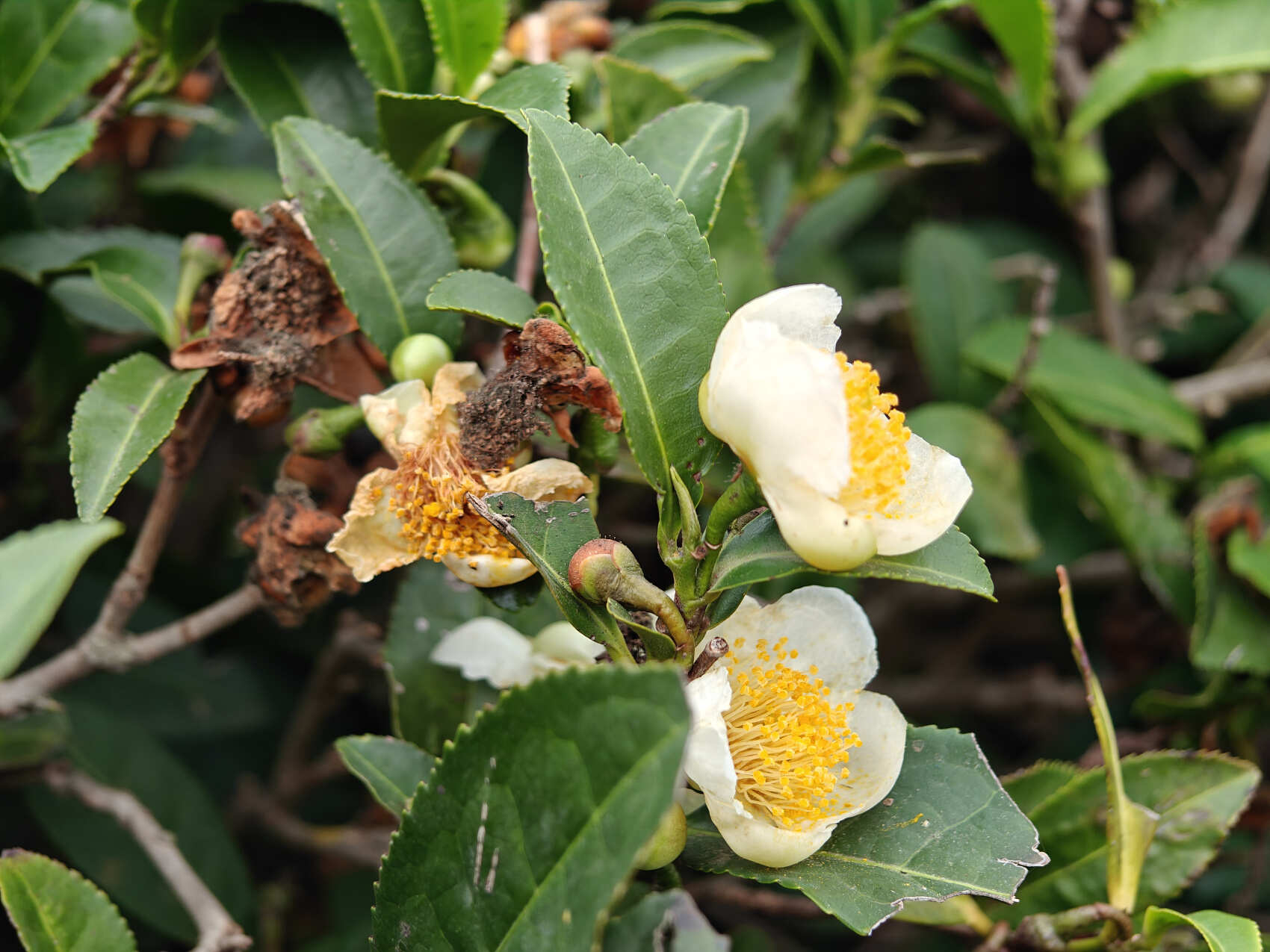 Увидеть весь Азербайджан за 8 дней (106/201)