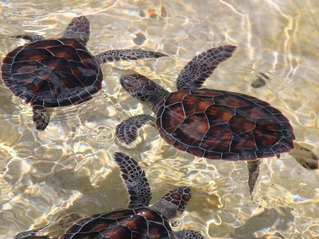 Форт Галле, черепаховая ферма, речное- и джип-сафари (1 день) (3/7)