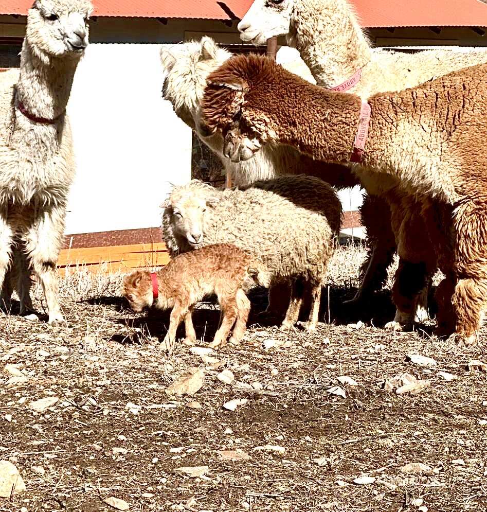 Индивидуальный джип тур в ущелье Хасаут (6/21)