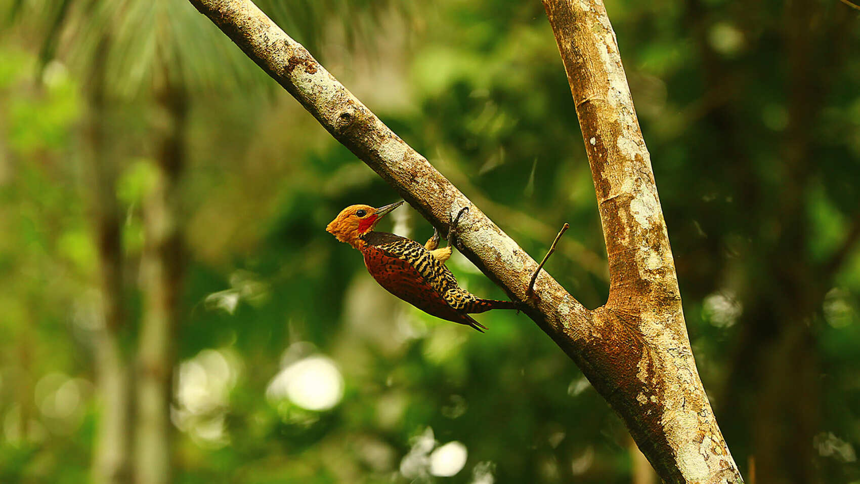 5-дневный культурный тур по джунглям Ясуни (6/7)